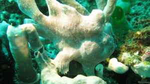Antennarius commerson im Aquarium halten
