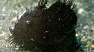 Antennarius striatus im Aquarium halten