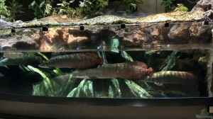 Arapaima gigas im Aquarium halten