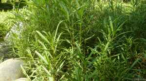 Artemisia dracunculus am Gartenteich