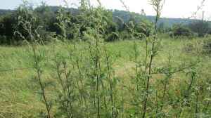 Artemisia vulgaris am Gartenteich