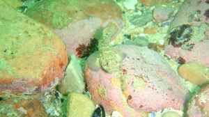 Caffrogobius nudiceps im Aquarium halten
