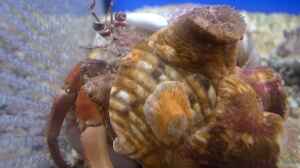 Calliactis polypus im Aquarium halten
