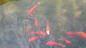 Goldfische im Teich oder Aquarium halten