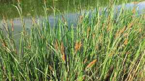 Carex acuta am Gartenteich