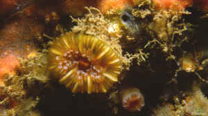 Caryophyllia smithii im Aquarium halten