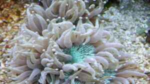 Catalaphyllia jardinei im Aquarium halten