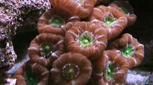 Caulastraea furcata im Aquarium halten