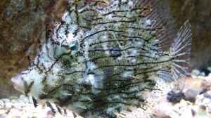 Chaetodermis penicilligerus im Aquarium halten