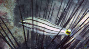 Cheilodipterus novemstriatus im Aquarium halten