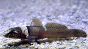 Chromogobius quadrivittatus im Aquarium halten