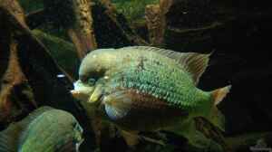 Cincelichthys pearsei im Aquarium halten
