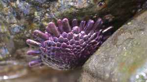 Colobocentrotus atratus im Aquarium halten