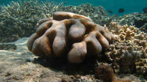 Cyphastrea serailia im Aquarium halten