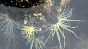 Diadumene lineata im Aquarium halten