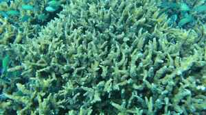 Echinopora horrida im Aquarium halten