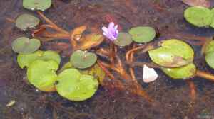 Eichhornia natans im Aquarium pflegen