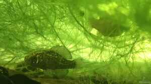 Elassoma okatie im Aquarium halten
