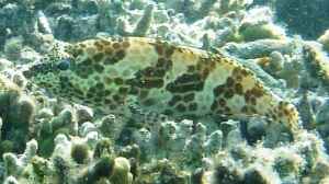 Epinephelus merra im Aquarium halten