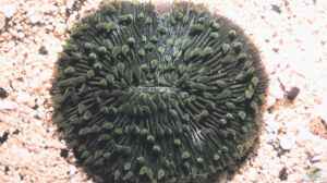 Fungia scutaria im Aquarium halten