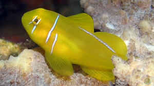 Gobiodon citrinus im Aquarium halten