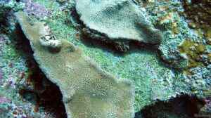 Goniopora fruticosa im Aquarium halten