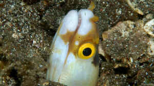 Gymnothorax albimarginatus im Aquarium halten
