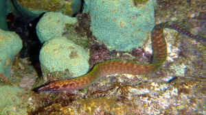 Gymnothorax margaritophorus im Aquarium halten