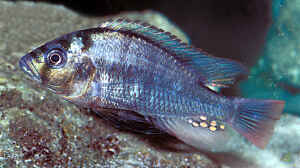 Haplochromis commutabilis im Aquarium halten