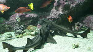 Heterodontus francisci im Aquarium halten