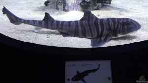 Heterodontus zebra im Aquarium halten