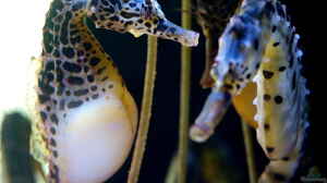Hippocampus abdominalis im Aquarium halten