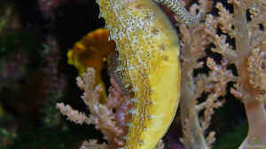 Hippocampus barbouri im Aquarium halten