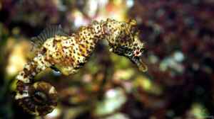 Hippocampus breviceps im Aquarium halten