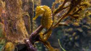 Hippocampus erectus im Aquarium halten