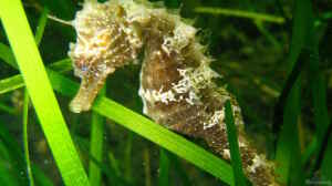 Hippocampus guttulatus im Aquarium halten