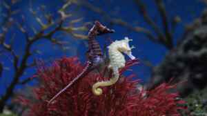 Hippocampus haema im Aquarium halten