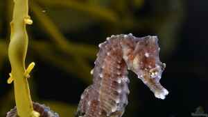 Hippocampus hippocampus im Aquarium halten