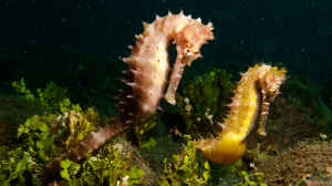 Hippocampus histrix im Aquarium halten