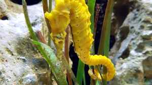 Hippocampus subelongatus im Aquarium halten