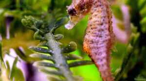 Hippocampus zosterae im Aquarium halten