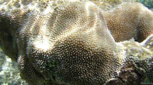 Hydnophora microconos im Aquarium halten