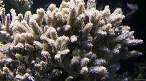 Hydnophora rigida im Aquarium halten