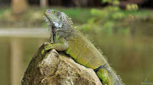 Iguana iguana im Terrarium halten