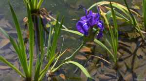 Iris laevigata am Gartenteich