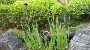 Iris Louisiana am Gartenteich