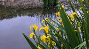 Iris pseudacorus am Gartenteich
