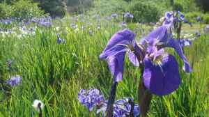 Iris setosa am Gartenteich