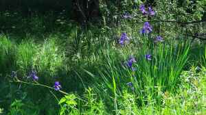 Iris sibirica am Gartenteich
