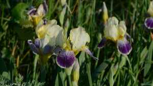 Iris versicolor am Gartenteich pflegen